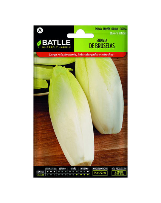 semillas-endivia-de-bruselas