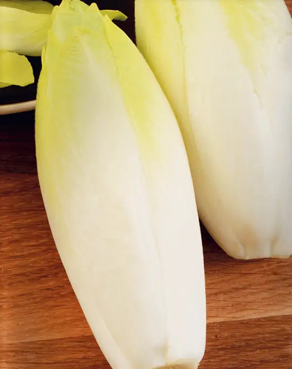 semillas-endivia-de-bruselas-batlle-cosecha