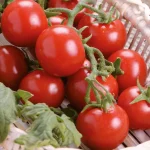 Semillas Tomate Cocktail (tipo Cherry) Batlle