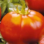 Semillas Tomate Muchamiel Batlle