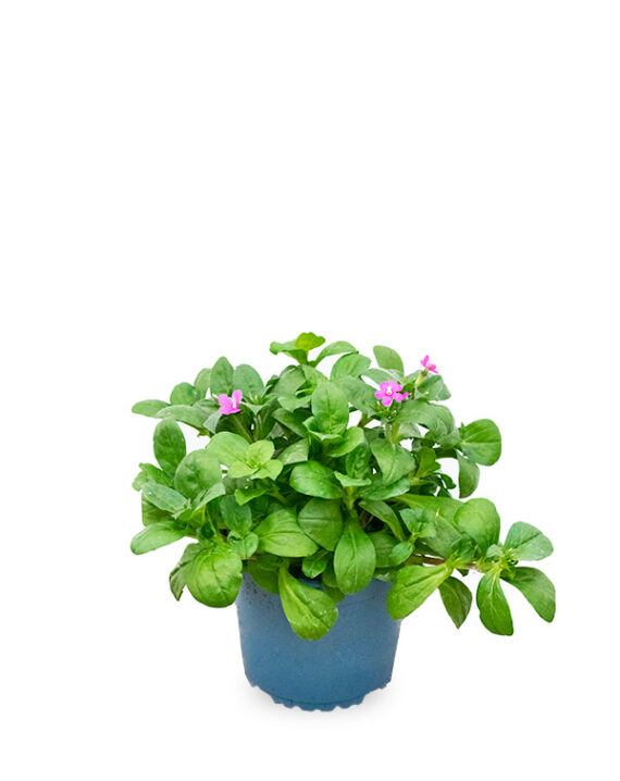Silene Km0 Planta de Exterior