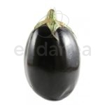 Berenjena negra redonda planta