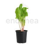 Acelga Colores Planta
