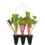 Acelga Colores Planta 6 unidades