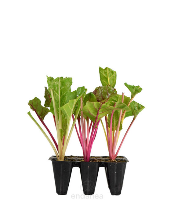Acelga Colores Planta 6 unidades