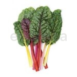 Acelga Colores Planta Hojas