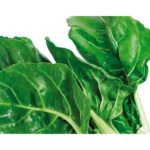 acelga planta