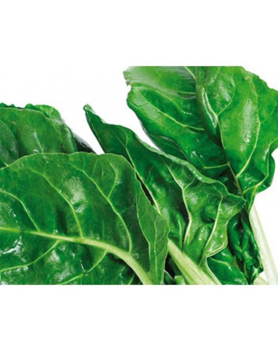 acelga planta