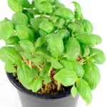 Albahaca Hoja Ancha Planta Hortícola