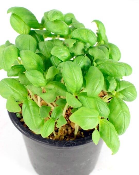 albahaca-hoja-ancha-planta-horticola-detalle