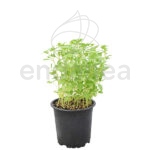 Albahaca Hoja Pequeña Planta