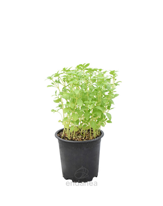 Albahaca Hoja Pequeña Planta