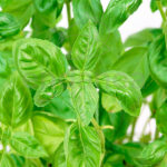 Albahaca Hoja Pequeña Planta