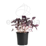 Albahaca púrpura planta
