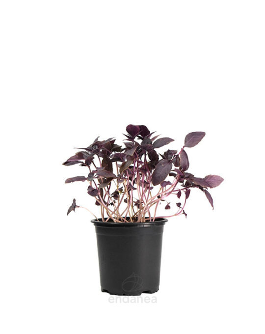 albahaca-purpura-planta-horticola