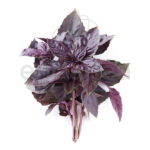 Albahaca púrpura hojas