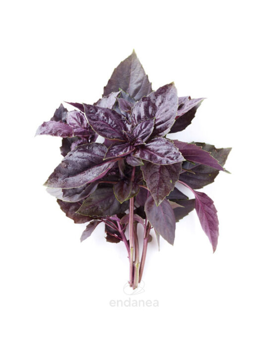 albahaca-purpura-planta-horticola-hojas