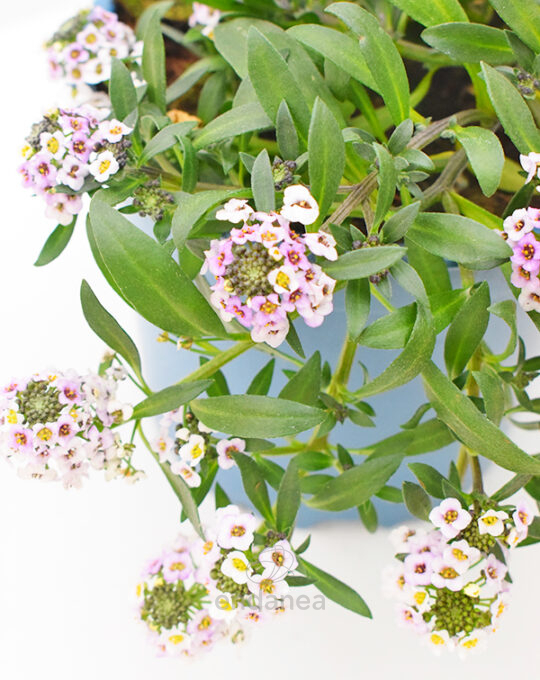 aliso-km0-planta-de-exterior-flores