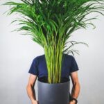 Areca Lutescens Palmera de Interior en Maceta