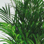 Areca Lutescens Hojas