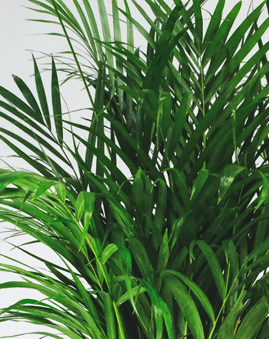 areca-palmera-de-interior-hojas