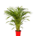 Areca Lutescens Palmera de Interior