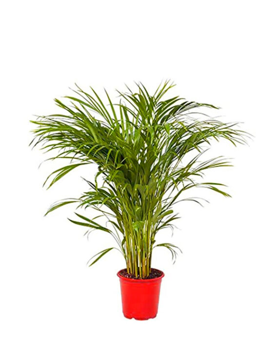 Areca Lutescens Palmera de Interior