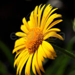 Argyranthemum Amarillo