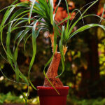 Beaucarnea Recurvata en Maceta