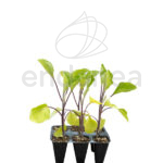 Berenjena Almagro Planta 6 unidades