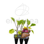 Berenjena Almagro Planta 6 unidades