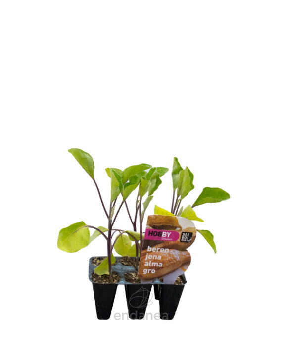 Berenjena Almagro Planta 6 unidades