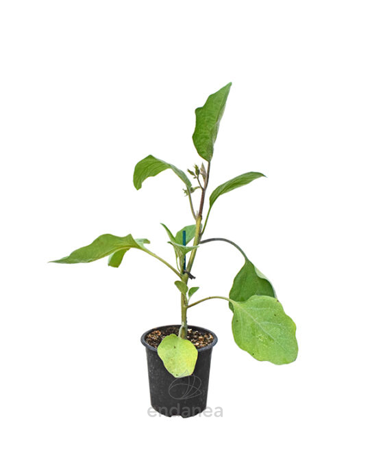 berenjena-negra-larga-planta-horticola-m10