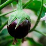 Berenjena Negra Redonda Planta Fruto
