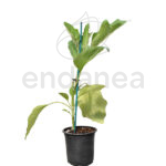 Berenjena Negra Redonda Planta