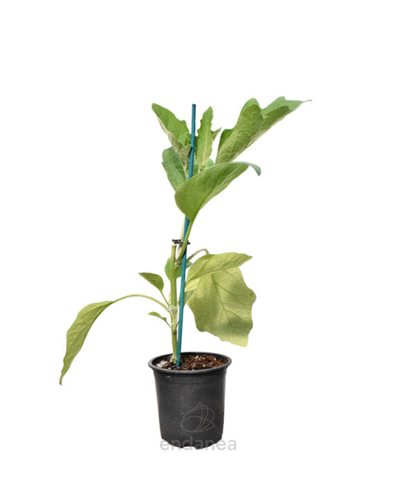 Berenjena Negra Redonda Planta