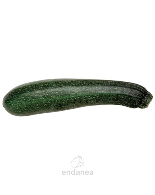 calabacin-verde-6-unidades-planta-fruto