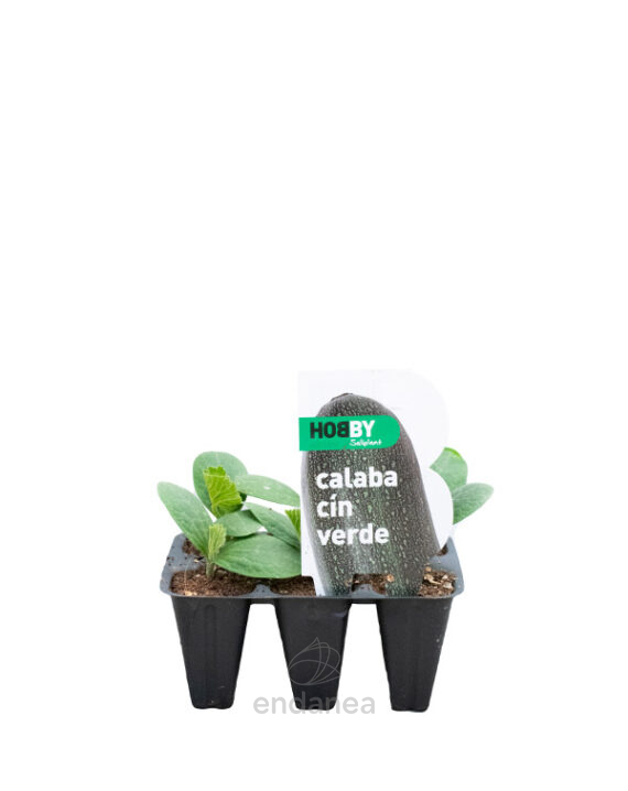 Calabacín Verde Planta 6 unidades