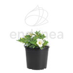 Calibrachoa Km0 Blanca
