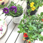 Calibrachoa Km0 Colores