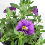 Calibrachoa Km0 Morada