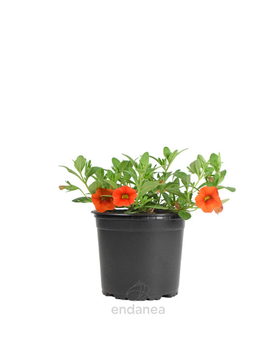 Calibrachoa Km0 Naranja
