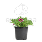 Calibrachoa Km0 Rosa