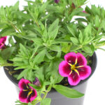 Calibrachoa Km0 Rosa