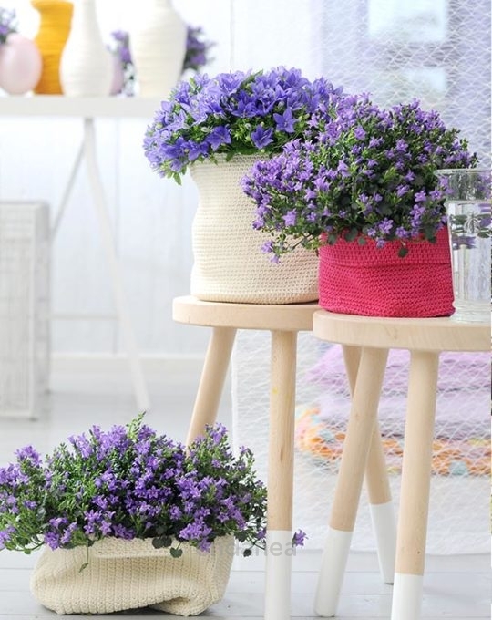 campanula