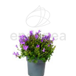 Campánula Planta de Exterior Morada