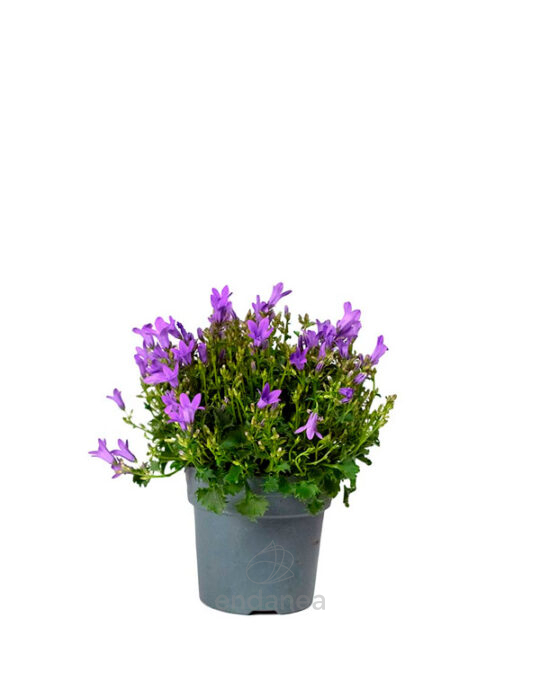 campanula-planta-de-exterior-primavera-verano