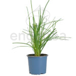 Cebollino Planta Km0 Hortícola