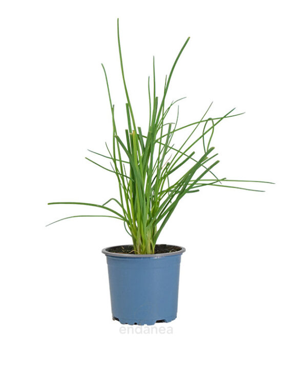 Cebollino Planta Km0 Hortícola