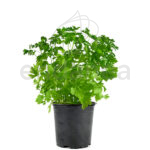 Cilantro Planta Hortícola de Exterior
